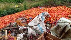 Harga Terlalu Murah, Tomat di Lambar Dibuang Layaknya Sampah