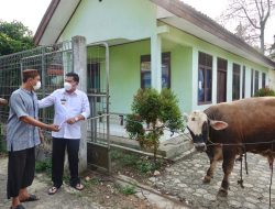 Bupati Musa Ahmad Berikan Sapi Qurban di Masjid Syuhada Gunung Sugih